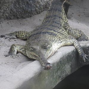 Gharial, June 2015.