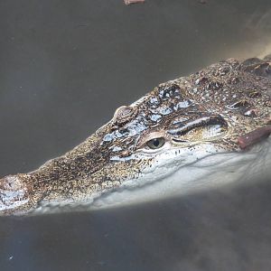 Philippine crocodile, June 2015.