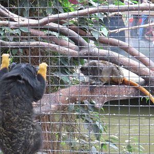 Tamarin watch, June 2015.