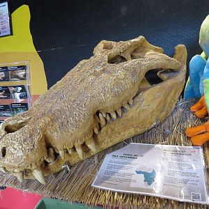 Nile crocodile skull, June 2015.