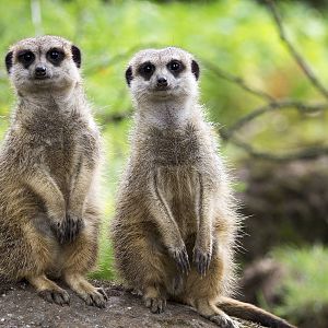 Meerkats, 7/26/15