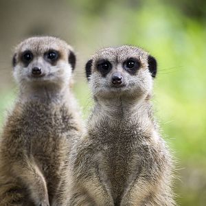 Meerkats, 7/26/15