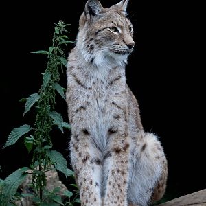 European Lynx - Sunset Safari - 27/06/2015