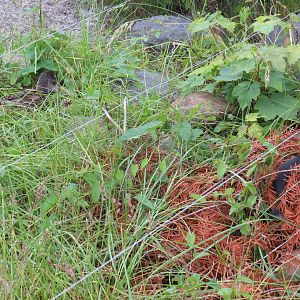 Adder and dinner, June 2015.