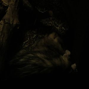 White-eared opossums, June 2015.