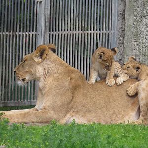 Lion cubs playing on mum's back, June 2015.