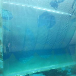 Arctic ring - Window into seal pool, June 2015.