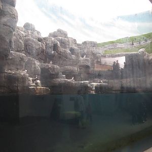 Arctic ring - seabird enclosure, June 2015.
