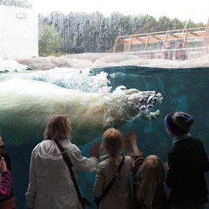 Arctic ring - swimming polar bear, June 2015.