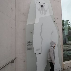 Arctic ring - biggest polar bear sign, June 2015.