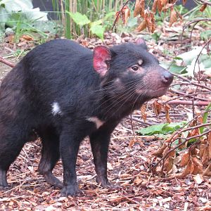 Tasmanian devil, June 2015.