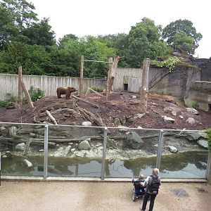 View of the brown bear enclosure, June 2015.