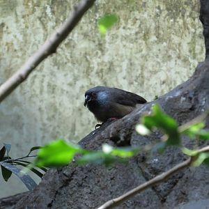 Speckled mousebird, June 2015.