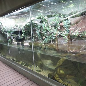 Anaconda enclosure, June 2015.