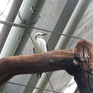 White woodpecker, June 2015.