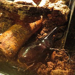 Lesser Antilles Hercules beetle, June 2015.