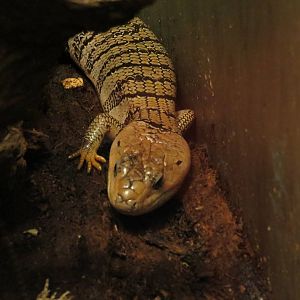 Pink-tongued skink, June 2015.