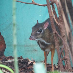 Lesser mousedeer, June 2015.