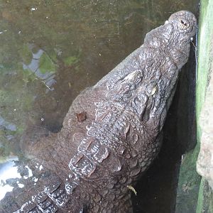 West African crocodile, June 2015.