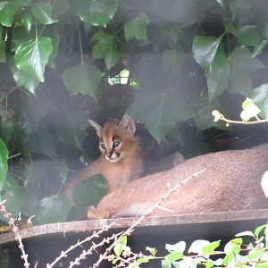 Caracal kitten, June 2015.
