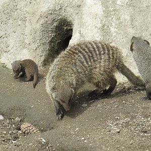Banded mongoose with young, June 2015.