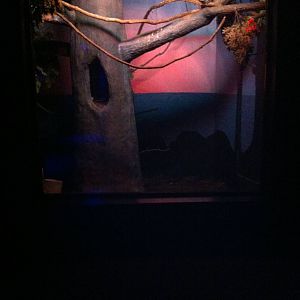 Spectacled Owl Exhibit