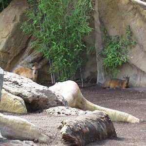Both duiker species, June 2015