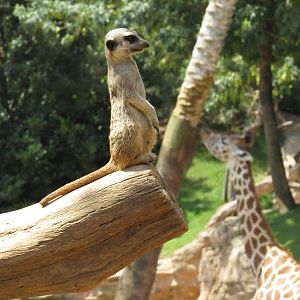 I'm taller than you, June 2015