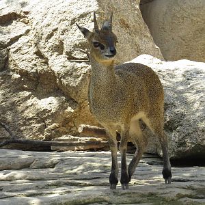Klipspringer, June 2015