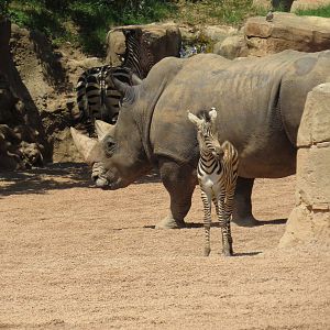 Little zebra, giant rhino, June 2015