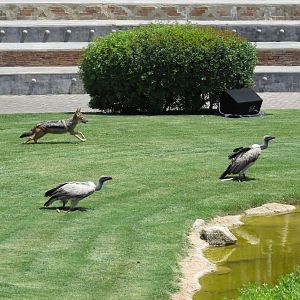 Jackal and vultures in the show, June 2015