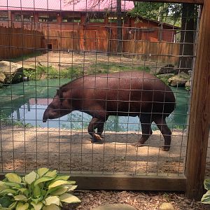 Brazilian Tapir