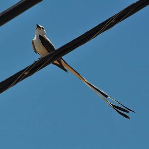 Scissor-tailed Flycatcher - Texas