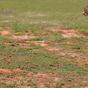 Burrowing Owl - Texas