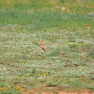 Burrowing Owl - Texas