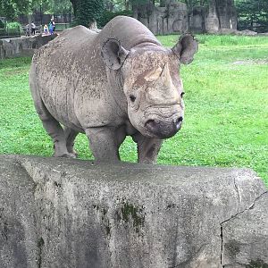 Nakili, Black Rhino 29-6-15