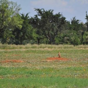Black-tailed Prarie Dogs - Texas