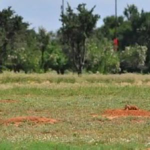 Black-tailed Prarie Dogs - Texas