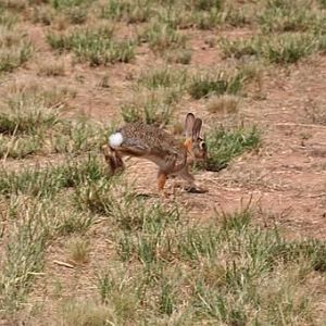Desert Cottontail - Texas