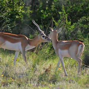 Blackbuck - Texas
