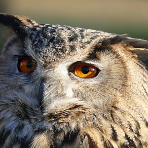 Eagle Owl
