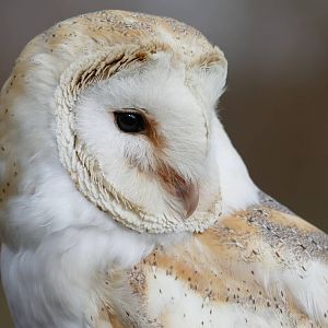 Barn Owl