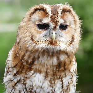 Tawny Owl
