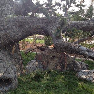 Hamill Family Wild Encounters- Red Panda