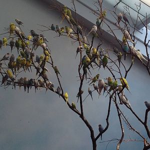 Hamill Family Wild Encounters-Parakeets