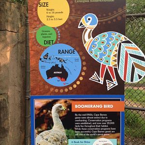 Australia- Cape Barren Goose