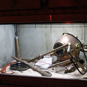 Corn snake exhibit 24 June 2015