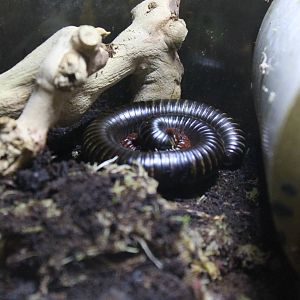 African Giant Millipede 24th June 2015