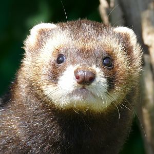 Male Polecat
