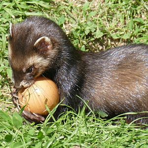 Female Polecat with an Egg